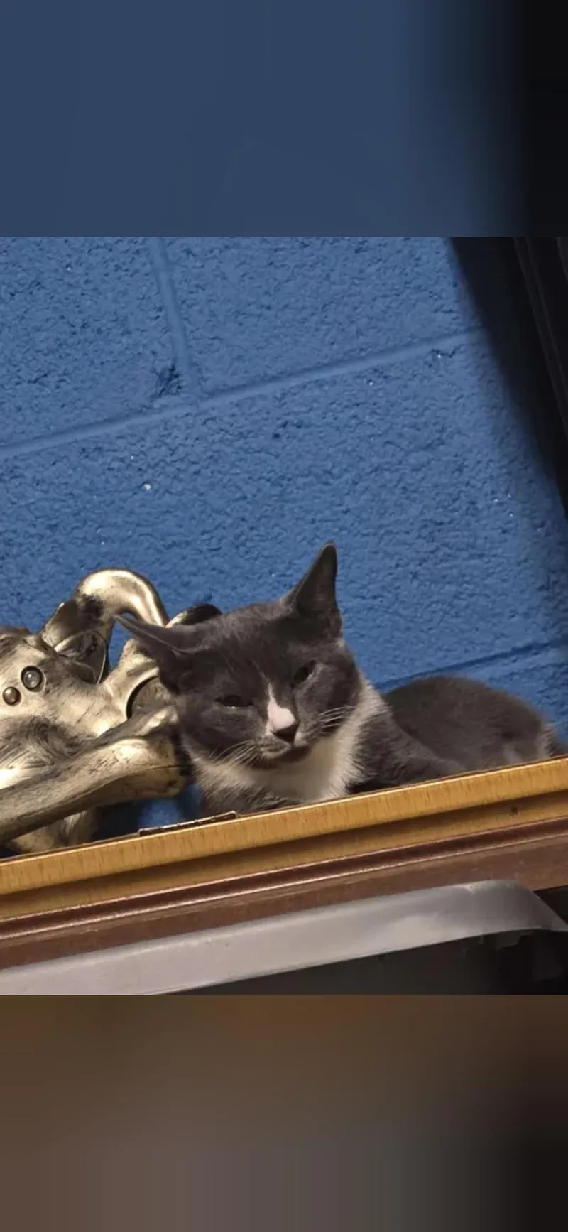 A baby small-sized female Domestic Short Hair cat named Luna for adoption in Mint Hill, NC