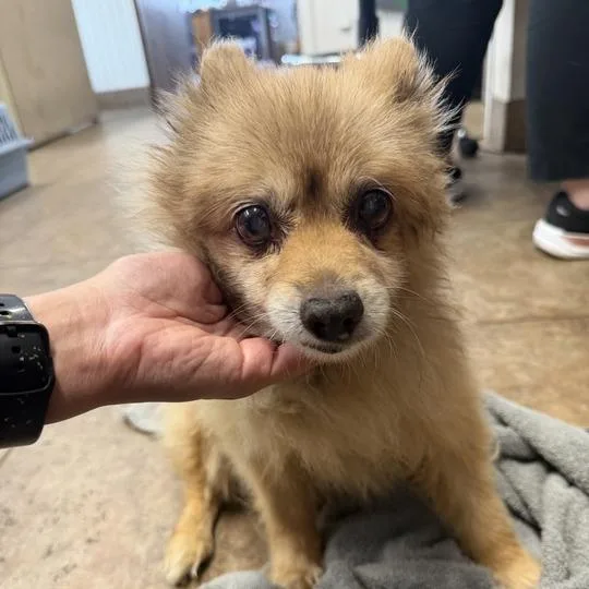 A senior small-sized female Yellow / Tan / Blond / Fawn Pomeranian dog named MONTStray for adoption in Perkiomenville, PA