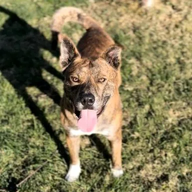An adult medium-sized male Mixed Breed dog named Saint for adoption in Medford, OR