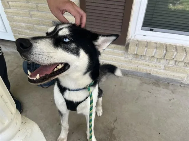 An adult large-sized male Husky dog named Nalu for adoption in Garland, TX