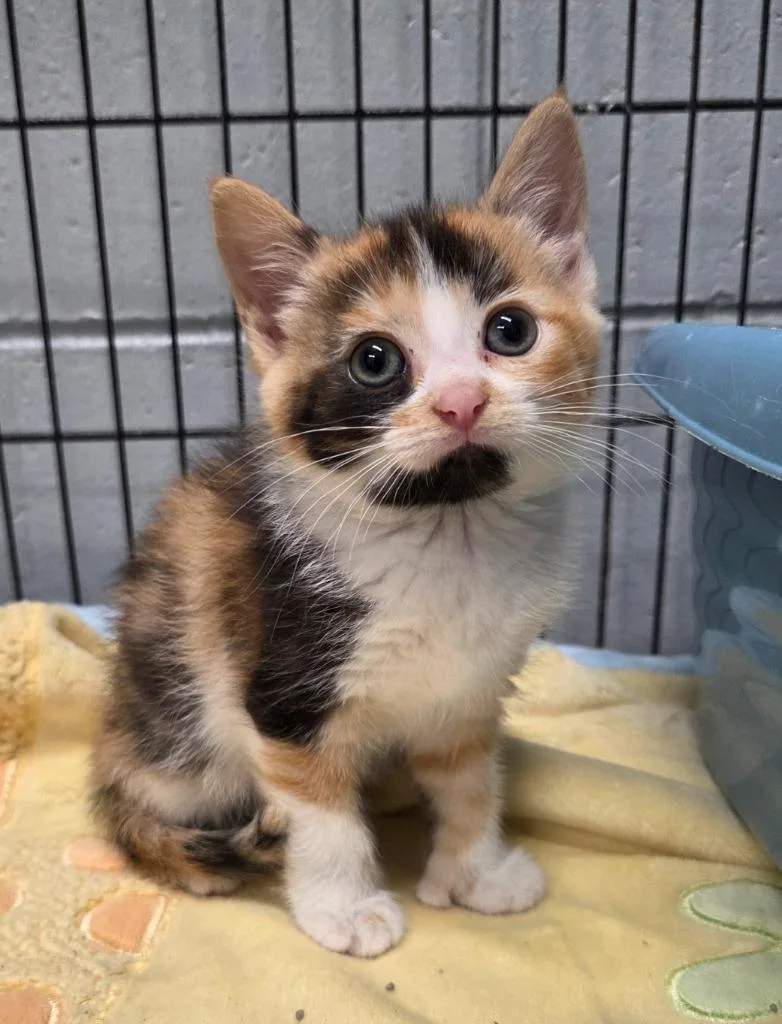 A baby small-sized female Calico cat named Callie for adoption in Muskegon, MI