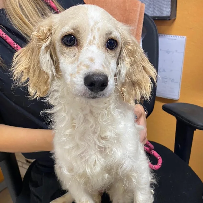 A baby small-sized male White / Cream Cocker Spaniel dog named Duncan for adoption in Joshua Tree, CA