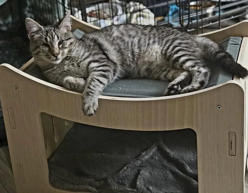 A baby medium-sized male Gray / Blue / Silver Domestic Short Hair cat named Augustine for adoption in Spring, TX