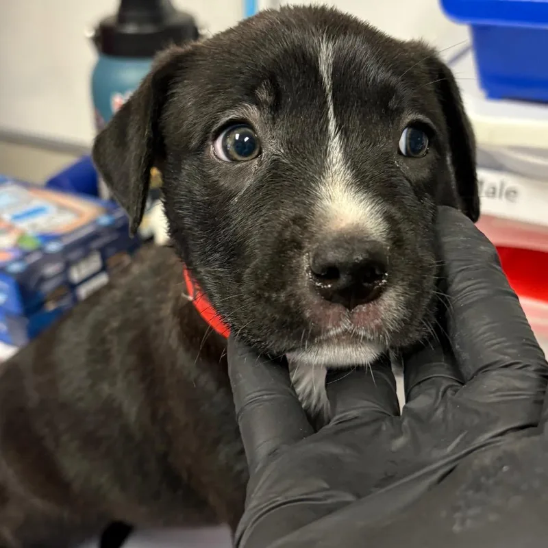 A baby medium-sized female Labrador Retriever dog named Forky for adoption in Yuma, AZ