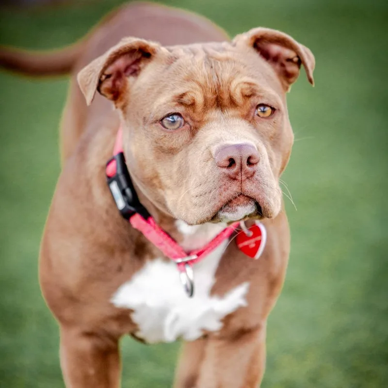 An adult medium-sized female Brown / Chocolate American Bulldog dog named Sweety A for adoption in Mission Hills, CA