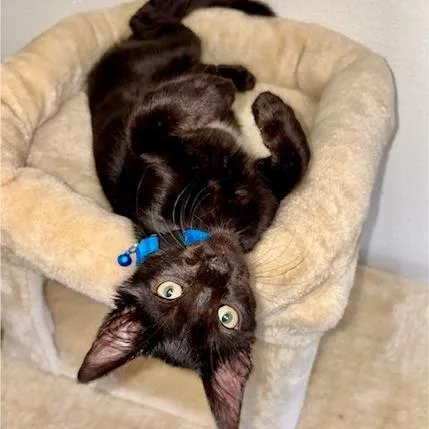 A baby small-sized male Black Domestic Short Hair cat named Merle for adoption in Webster, TX