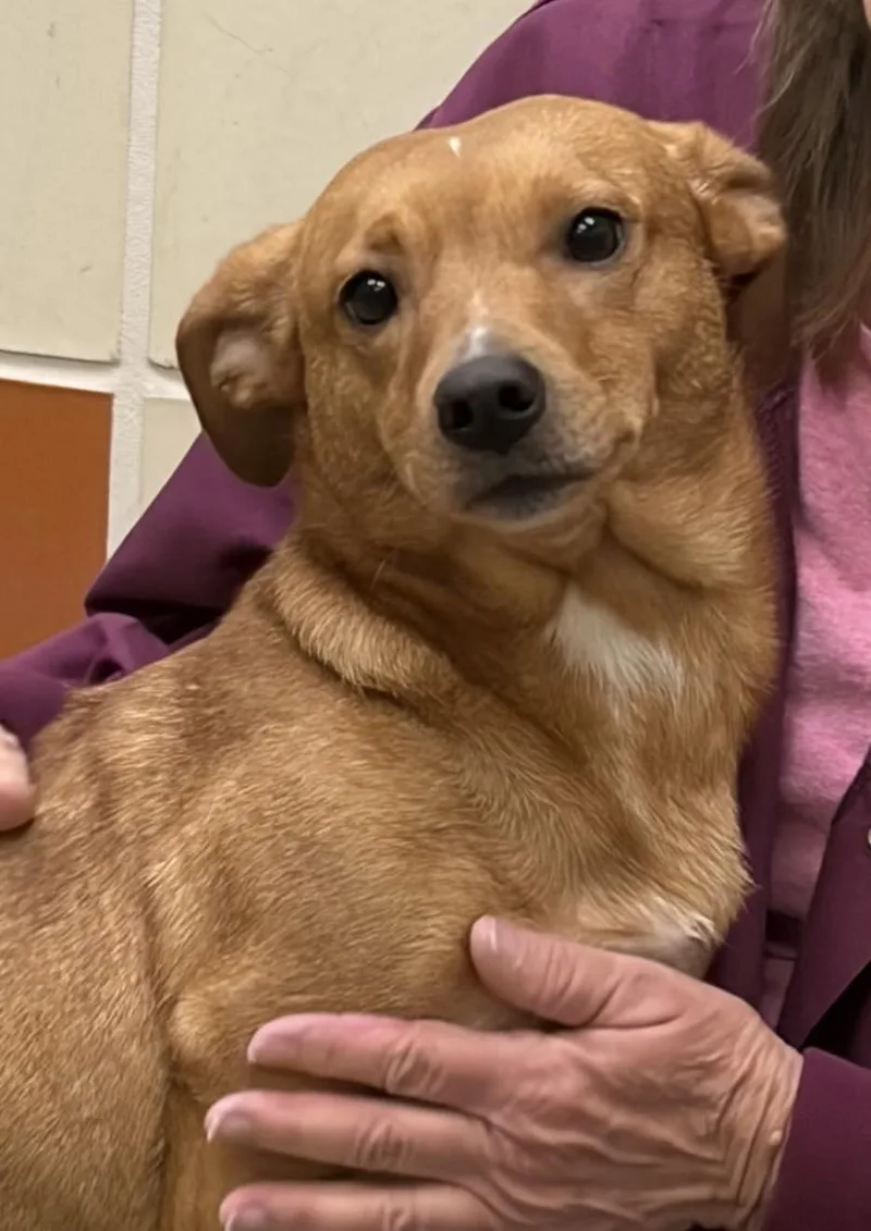 An adult medium-sized female Brown / Chocolate Chihuahua dog named Buttercup for adoption in Winchester, VA