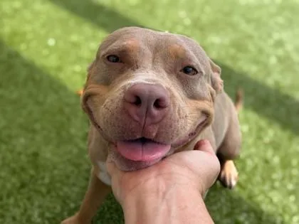 An adult medium-sized female American Bulldog dog named Blueberry Muffin for adoption in Gainesville, FL