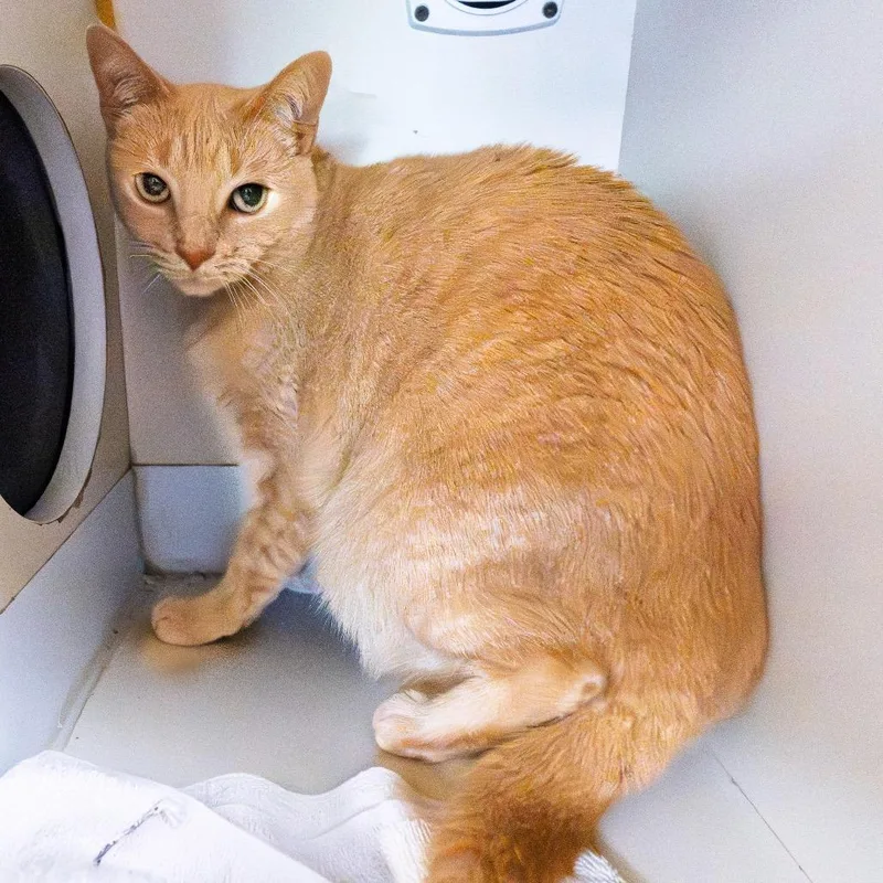 An adult large-sized female Cream / Ivory Domestic Short Hair cat named Candy for adoption in South Elgin, IL