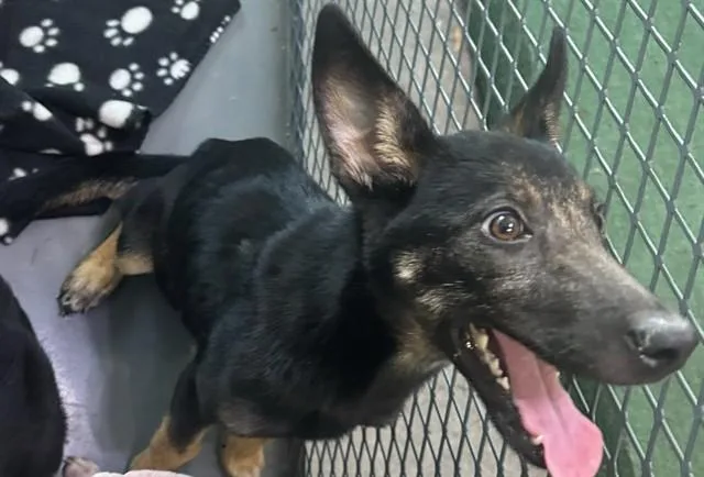 A baby medium-sized female German Shepherd Dog dog named Abba for adoption in Baldwin Park, CA
