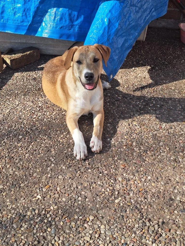 A young medium-sized female Labrador Retriever dog named Diva  Davan for adoption in Spring, TX