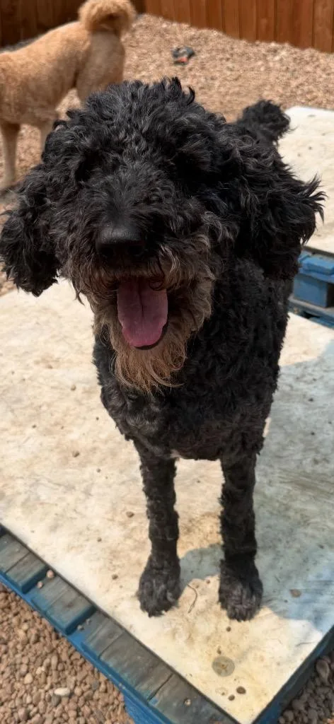 Missy