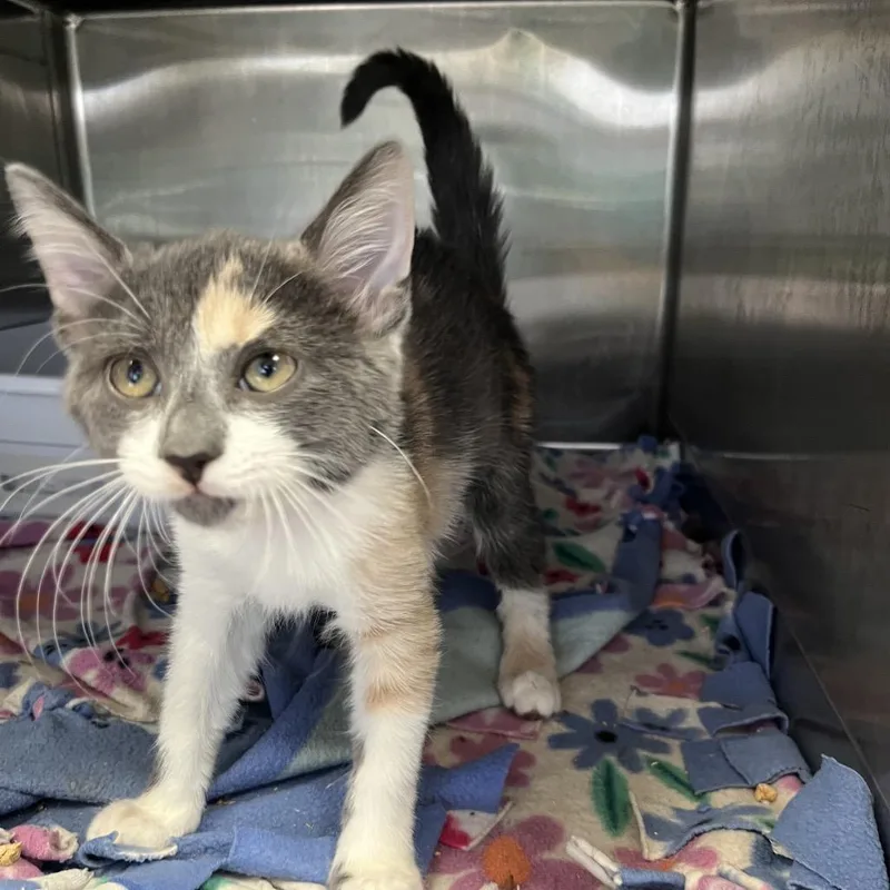 A baby small-sized female Gray / Blue / Silver Domestic Short Hair cat named Doria Hawk for adoption in Lakeland, FL