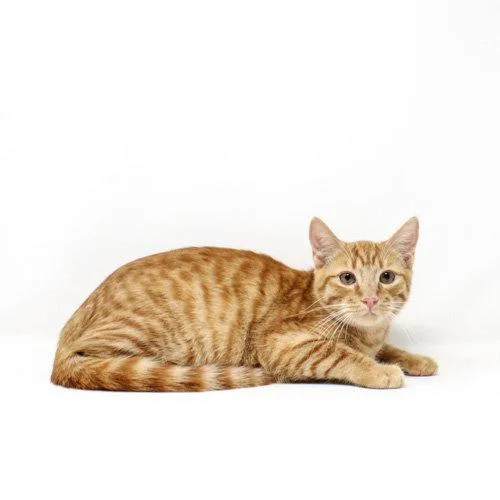 A baby medium-sized male Orange / Red Domestic Short Hair cat named Sherman for adoption in Florence, AZ