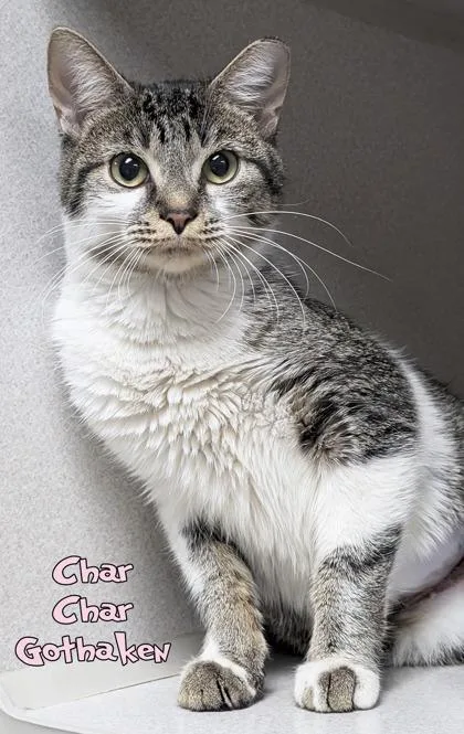 An adult medium-sized female Domestic Short Hair cat named Char Char Gothaken for adoption in Mason, MI
