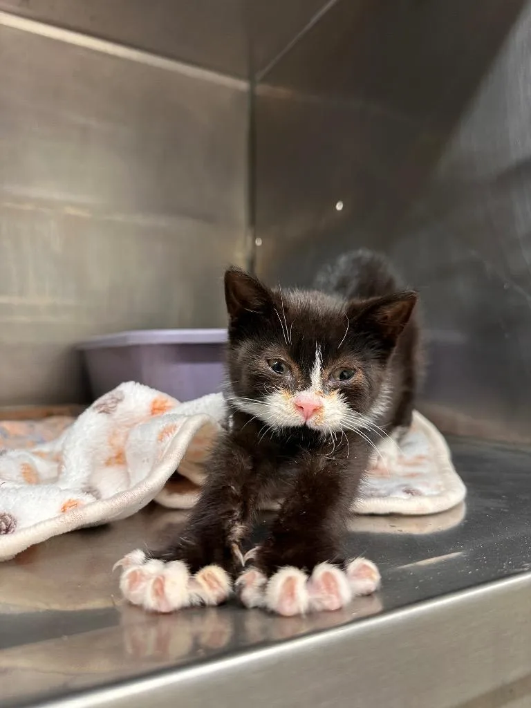 A baby small-sized male American Shorthair cat named Benji for adoption in Sidney, NY