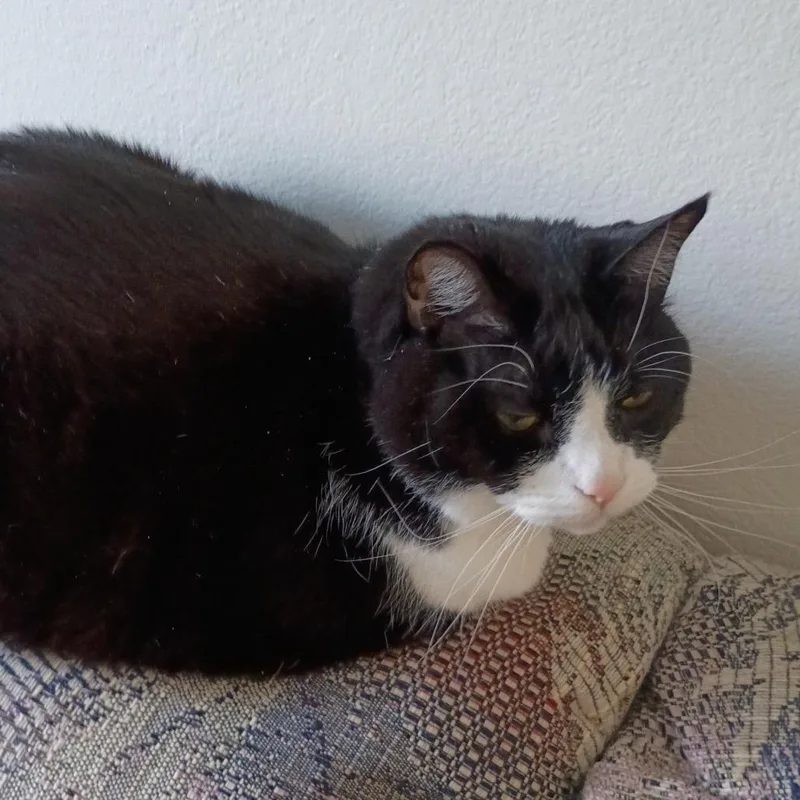 Meow Meow thumbnail 2