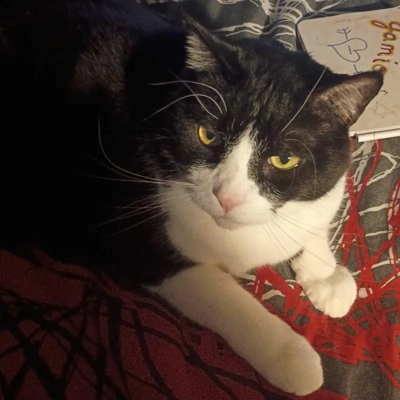 Meow Meow thumbnail 3