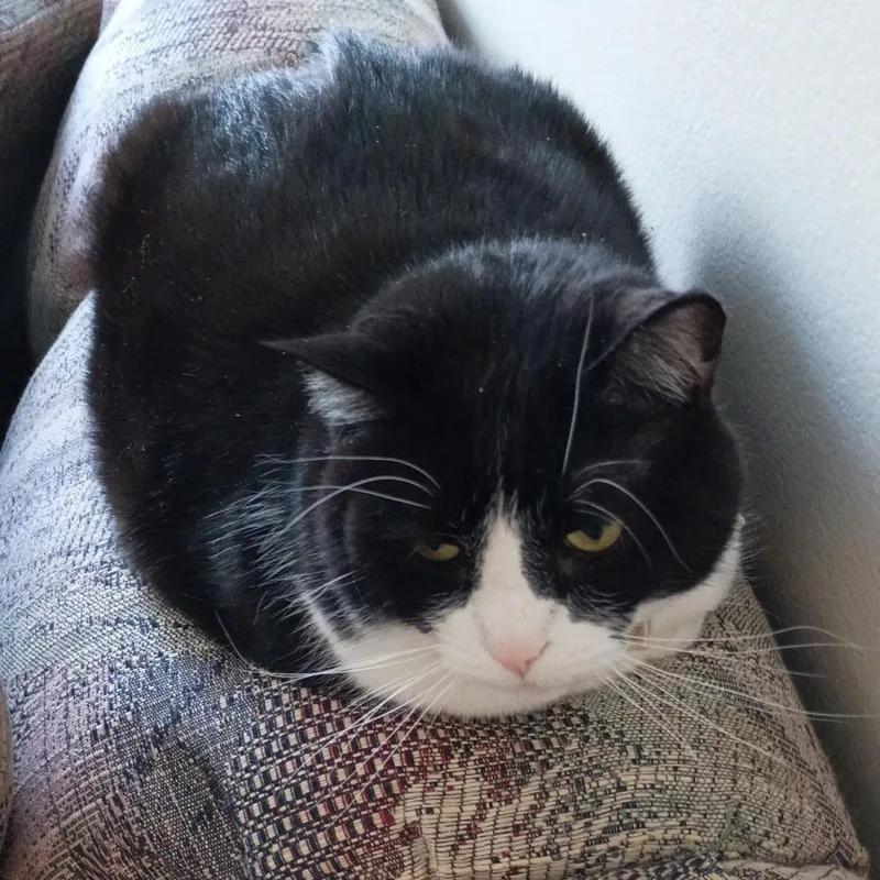 Meow Meow thumbnail 4