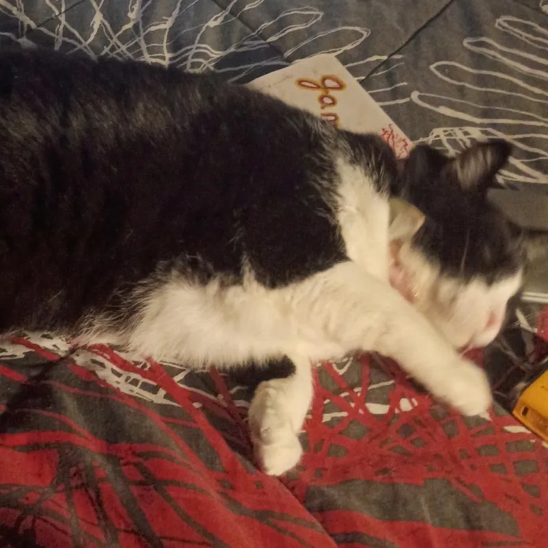 Meow Meow thumbnail 5