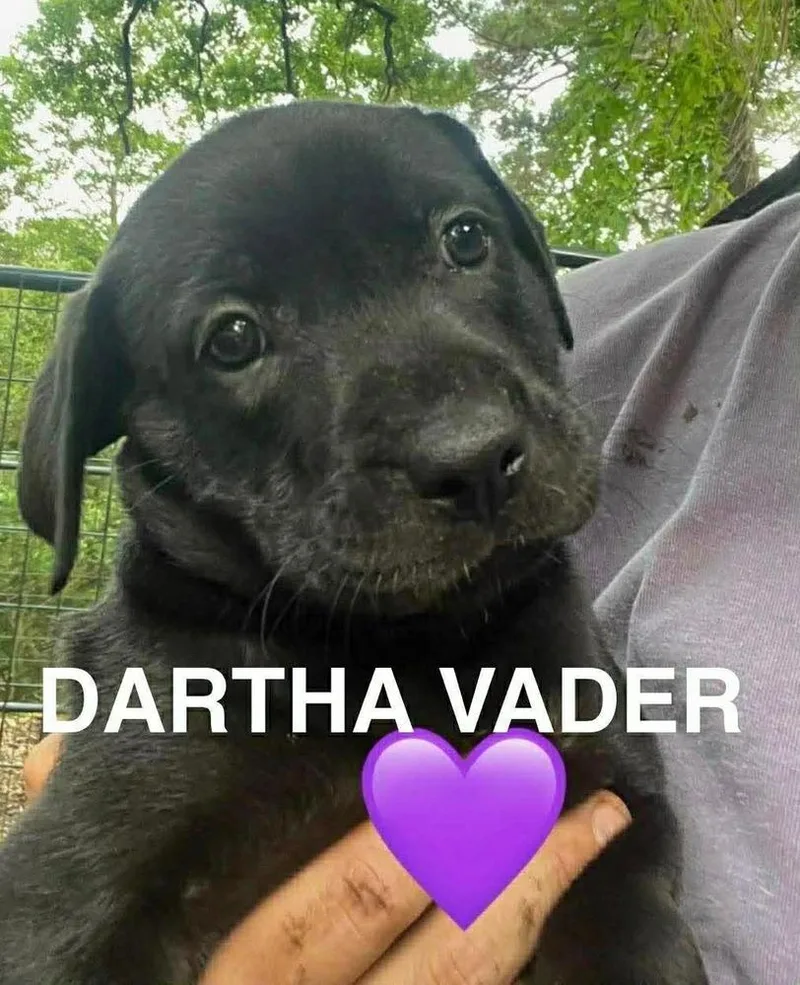 Comeause  Dartha Vader thumbnail 2
