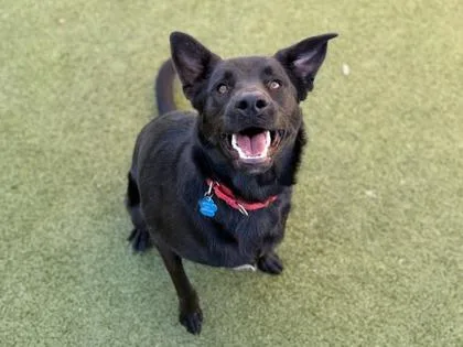 June Bug thumbnail 2