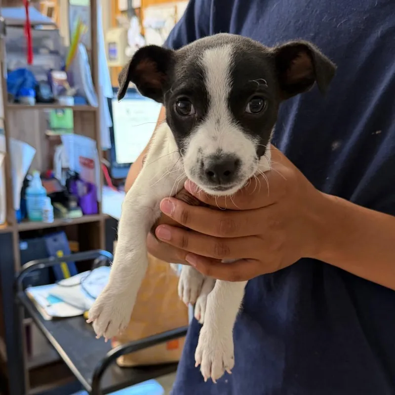 A baby small-sized male White / Cream Chihuahua dog named Bedroque for adoption in San Pablo, CA