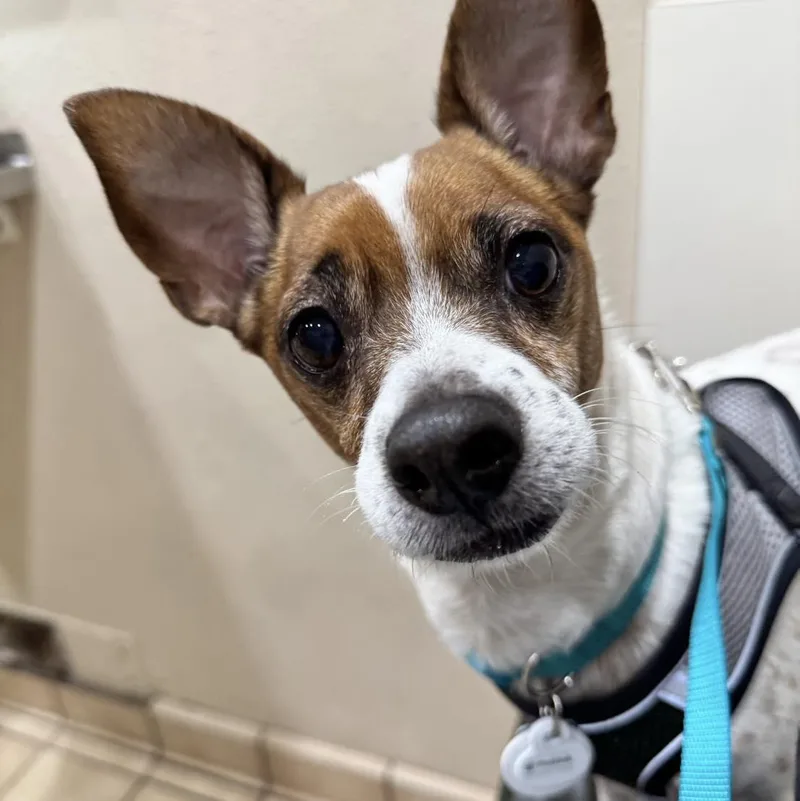An adult small-sized male Jack Russell Terrier dog named Jost Van Dyke Vacation for adoption in Pittsburg, CA