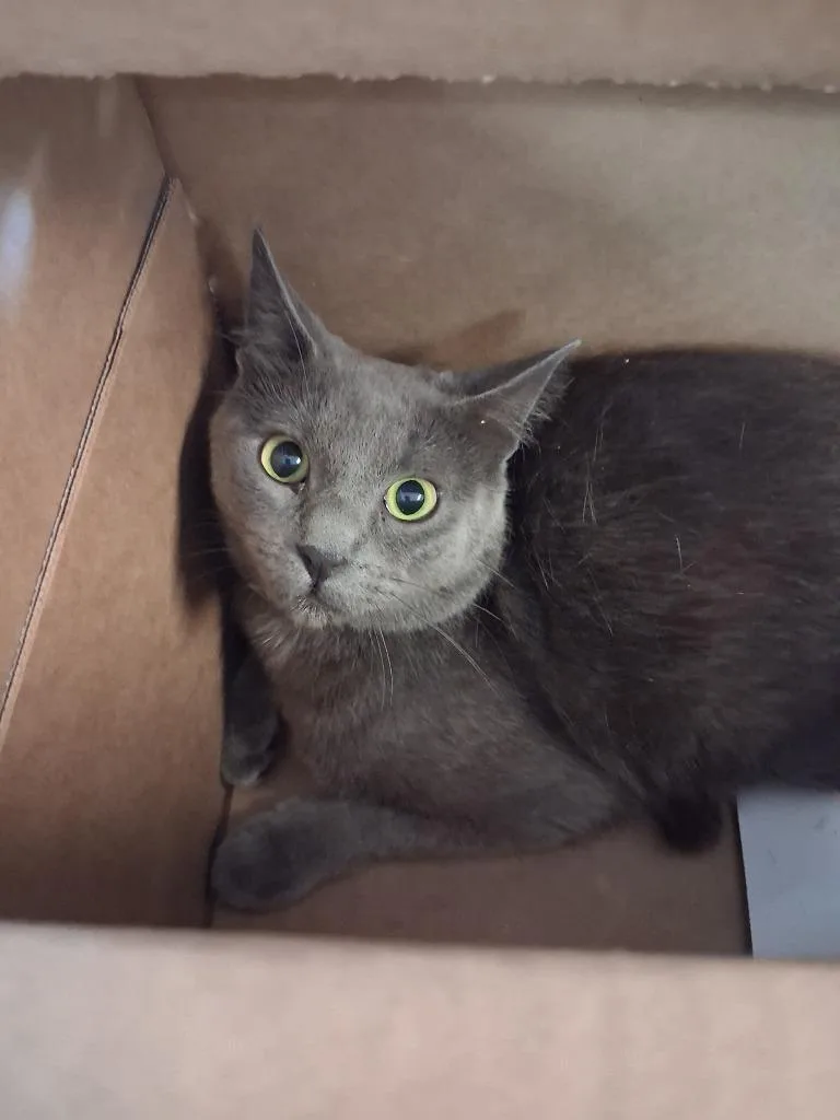 An adult large-sized male Domestic Short Hair cat named Pookie for adoption in Brownwood, TX
