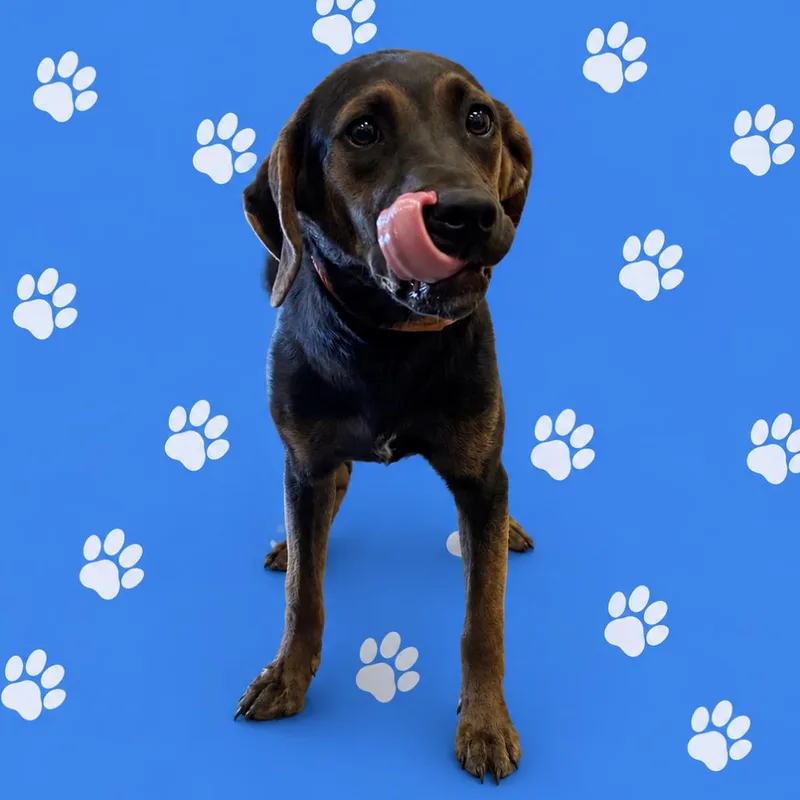 A young medium-sized female Black Mixed Breed dog named Benelli for adoption in Memphis, TN