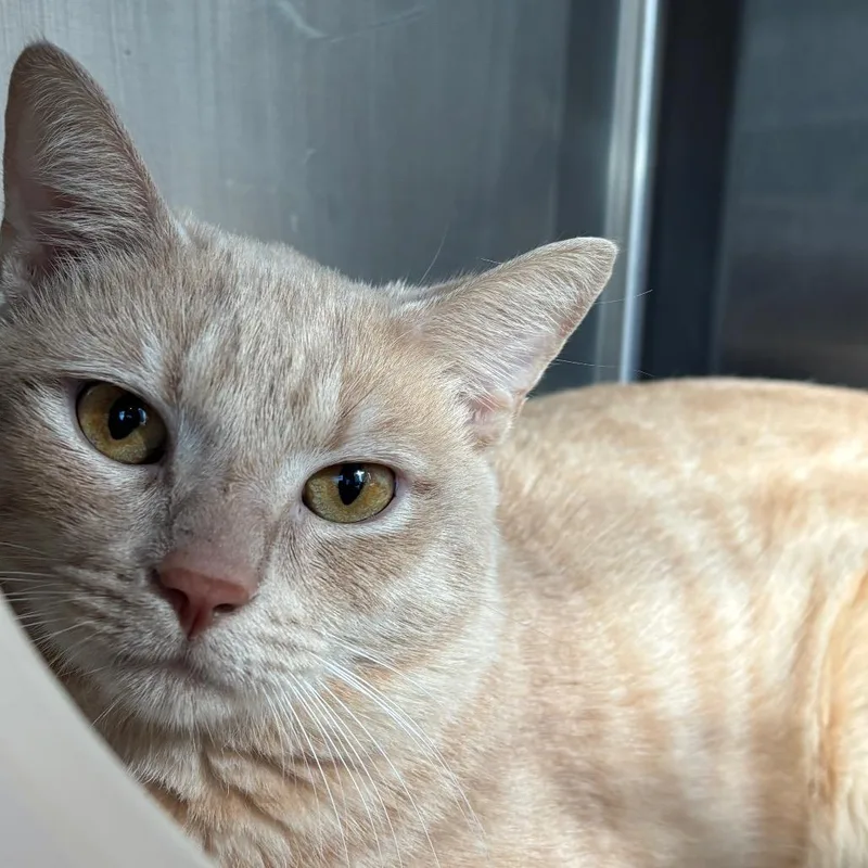 An adult medium-sized male Buff / Tan / Fawn Domestic Short Hair cat named Odysseus for adoption in Washington Township, OH
