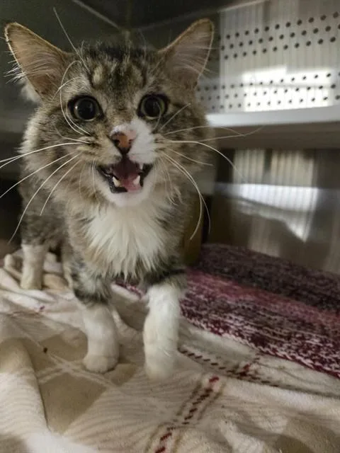 An adult medium-sized male Domestic Long Hair cat named Titan for adoption in Casper, WY