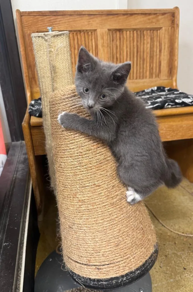 A baby medium-sized male Domestic Short Hair cat named July Il for adoption in Fort Lupton, CO