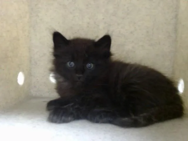 A baby small-sized male Domestic Long Hair cat named A for adoption in Moreno Valley, CA