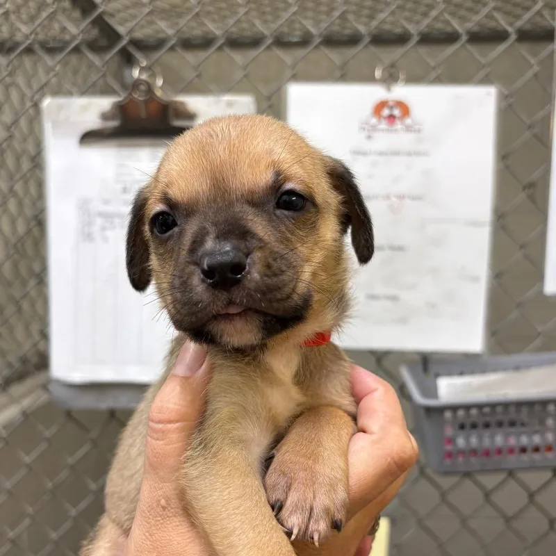 Puppy