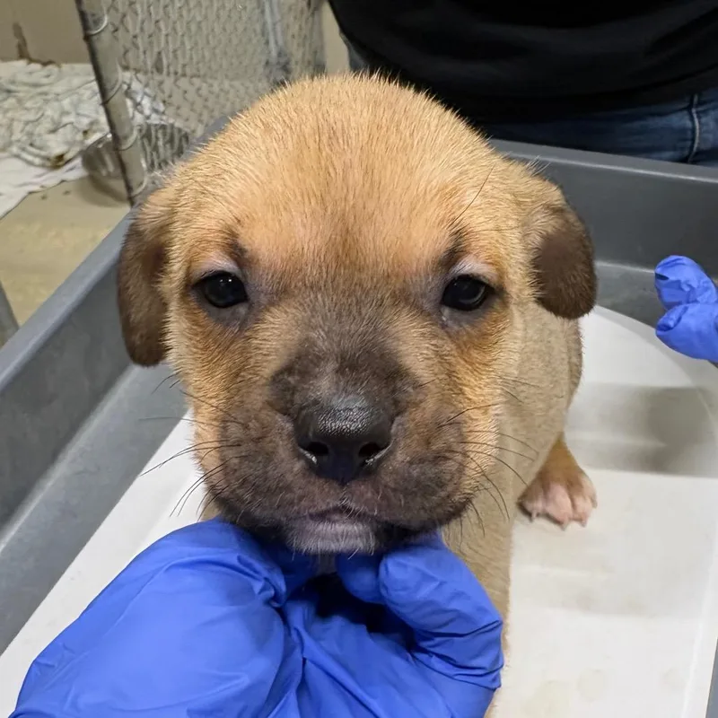 Puppy thumbnail 2
