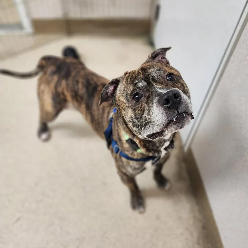 King Of Hearts thumbnail 4