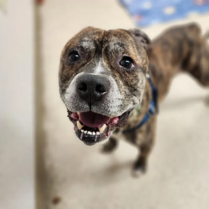 King Of Hearts thumbnail 6