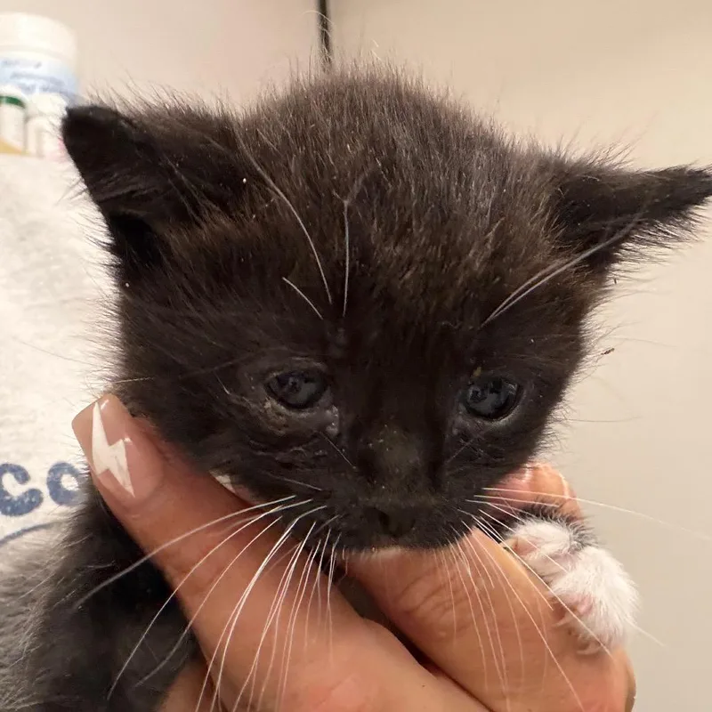 A baby small-sized female Black Domestic Medium Hair cat named Minerva for adoption in Lake Jackson, TX