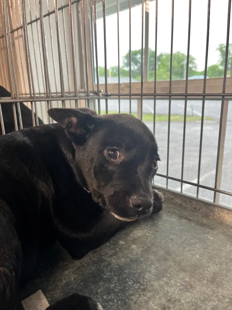A baby medium-sized male Terrier dog named Mini Chuck for adoption in Hopkinsville, KY