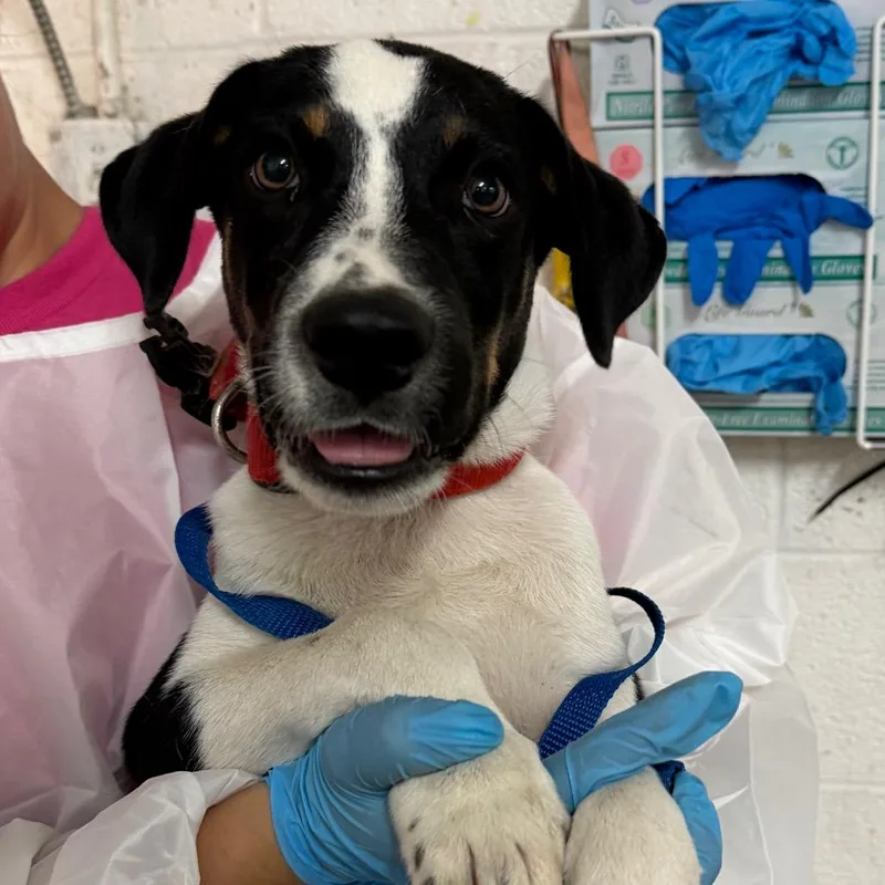 A baby medium-sized male White / Cream Hound dog named Beethoven for adoption in Edinburg, TX