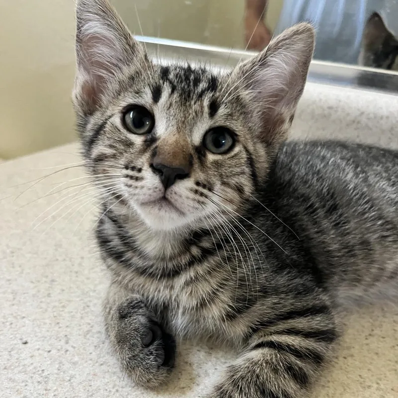 A baby medium-sized male Brown / Chocolate Domestic Short Hair cat named Dionysus for adoption in San Diego, CA