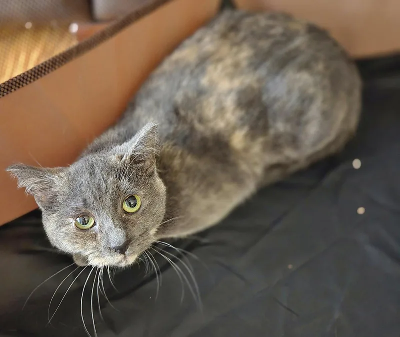 A baby small-sized female Domestic Short Hair cat named Lovie for adoption in Walled Lake, MI