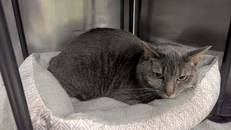 A baby small-sized female Gray / Blue / Silver Domestic Medium Hair cat named Max for adoption in Greenville, SC