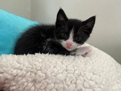 A baby small-sized male Domestic Short Hair cat named Winnie for adoption in Bellevue, WA
