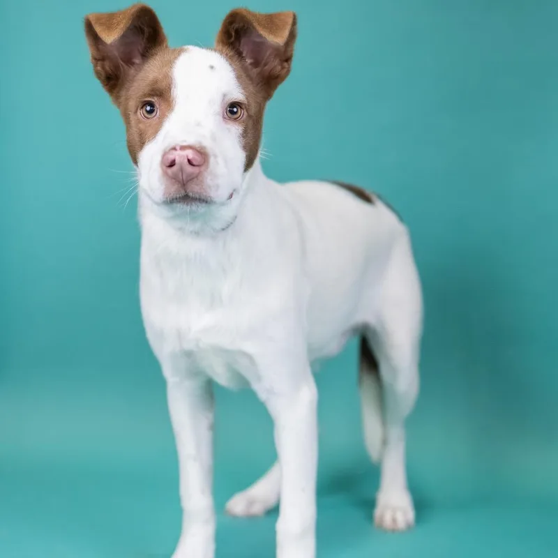 A young medium-sized male White / Cream Mixed Breed dog named Pip for adoption in Portland, OR