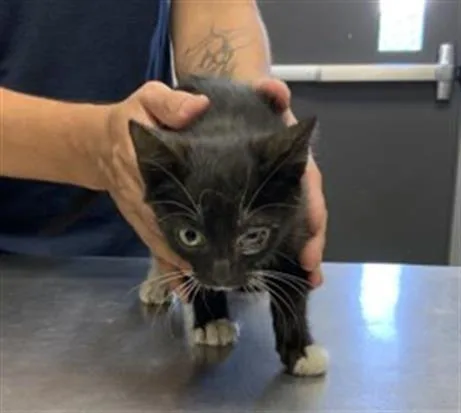 A baby small-sized male Domestic Short Hair cat named A for adoption in Visalia, CA