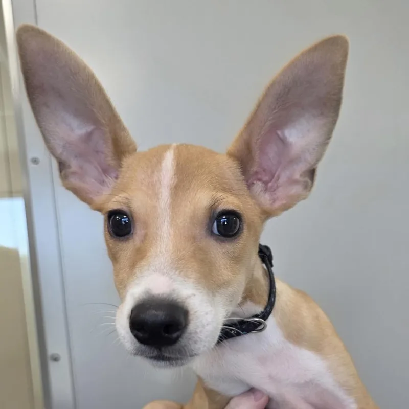 A baby medium-sized male Yellow / Tan / Blond / Fawn Rat Terrier dog named Bambi for adoption in Sand Springs, OK