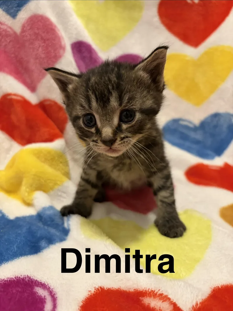Dimitra thumbnail 5