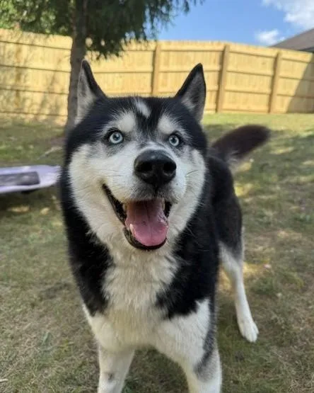 An adult medium-sized male Black Siberian Husky dog named Yukon for adoption in Bellaire, MI